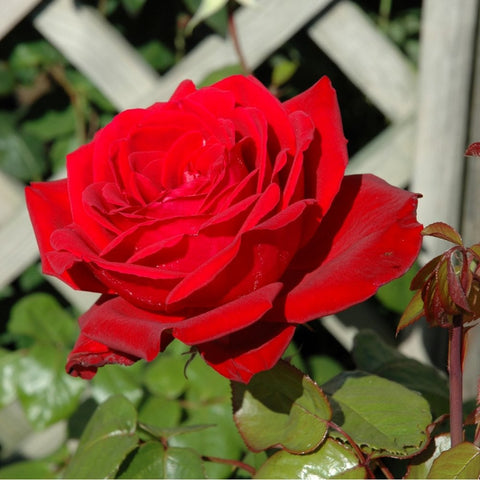 Red rose bloom with layered petals and green leaves, with a bud on the stem.