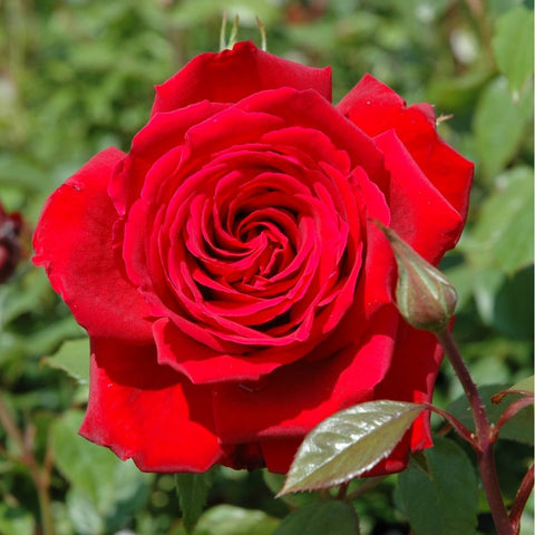 Red rose bloom with dense spiral petals and green leaves on rose bush.