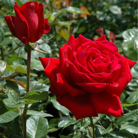 Red rose bloom with layered petals and green leaves, with another rose nearby.