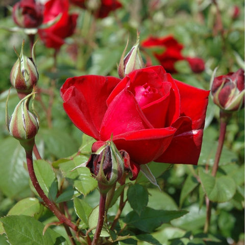 Red rose bloom and red buds on green stems, close-up on rose bush foliage.