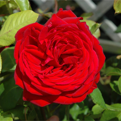 Red rose bloom with layered petals and green leaves, centered close-up on rose bush.