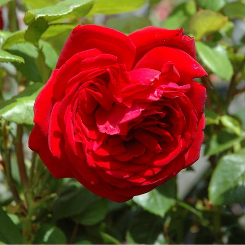 Red rose bloom with ruffled layered petals and green leaves on rose bush.