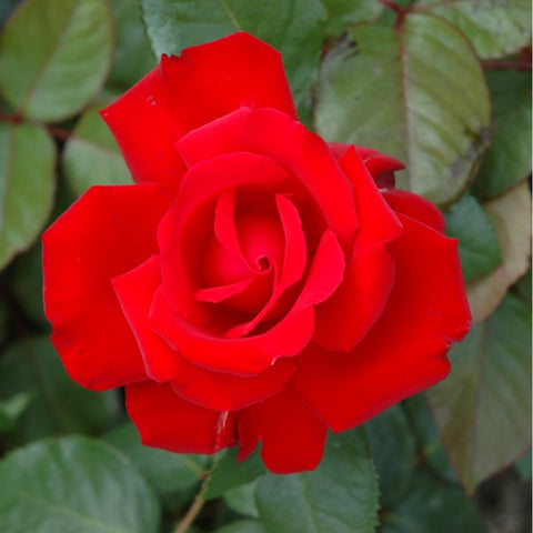 Red rose bloom with layered petals and green leaves on a bush