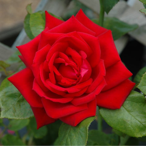 Close-up red rose bloom with layered petals and green leaves