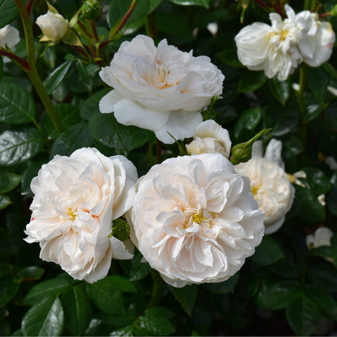 White rose blossoms with creamy centers on dark green leaves and tight buds