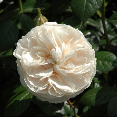 Single pale cream rose bloom with ruffled petals and creamy center, surrounded by leaves