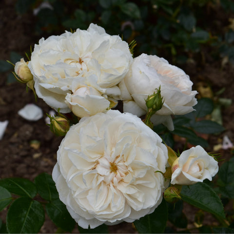 Group of white rose blossoms on green stems with surrounding leaves and buds
