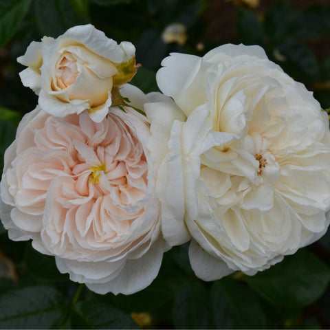Two-tone rose cluster: white blossoms with peach-cream blooms and yellow centers