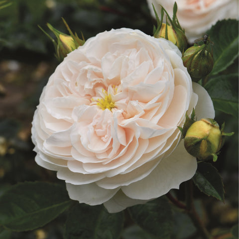Cream-white rose flower with layered petals and yellow center, green buds on stem