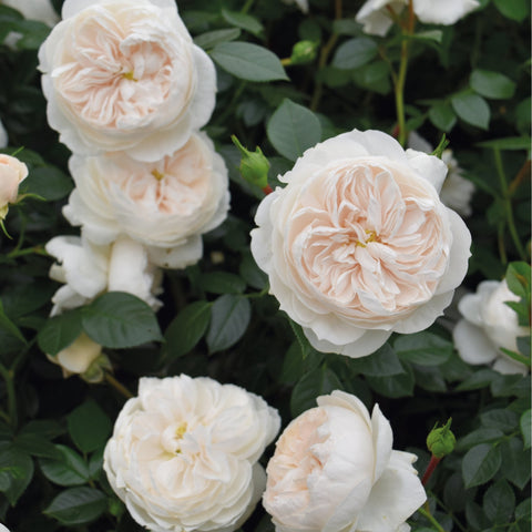 Cream double rose blossoms with green leaves on a bush