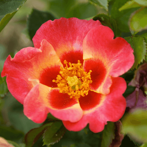 Red and yellow rose bloom with layered petals and green leaves