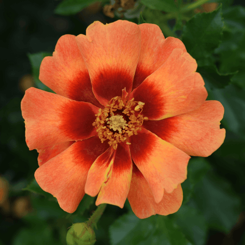 Orange blossom with layered petals, yellow stamens, and a red-orange center
