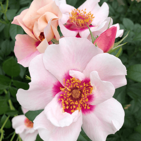 Pink and white peony-style rose with magenta center and yellow stamen clusters