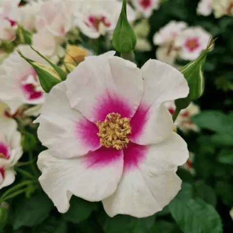 White flower with deep purple center and yellow stamens on green leaves