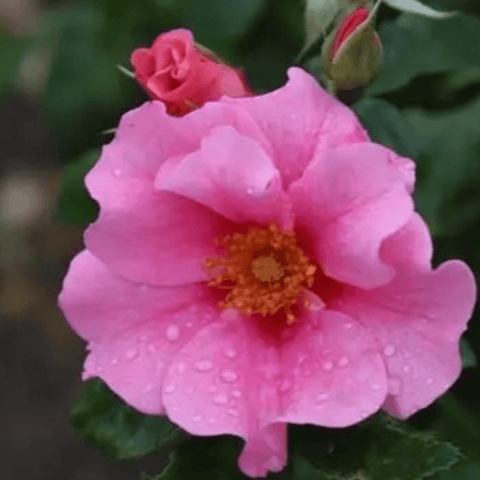 SEE YOU® in Rosé pink rose bloom with buds