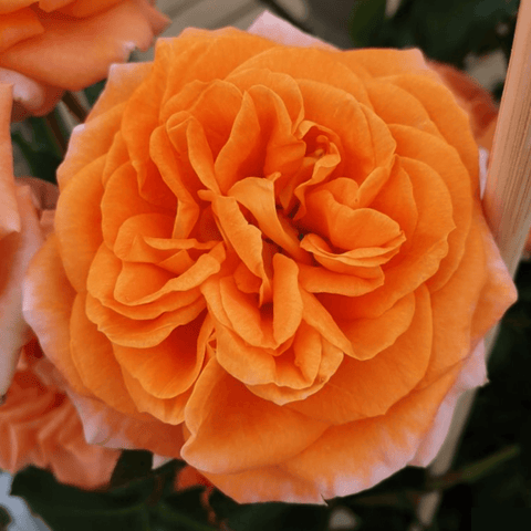 Orange double patio rose blossom with layered petals on green stems