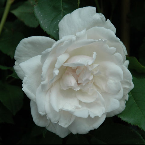 Madame Alfred Carriere rose bloom, white double petals with ruffled center and green leaves