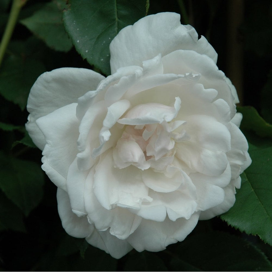 Madame Alfred Carriere – Peter Beales Roses