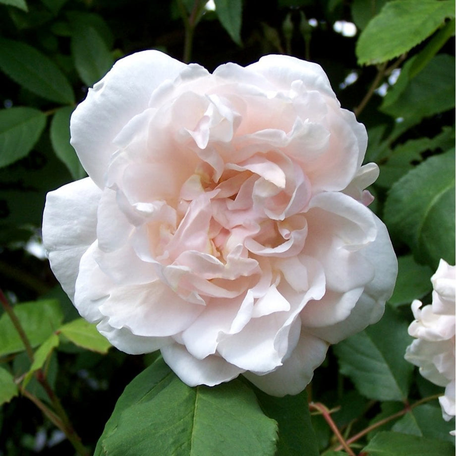 Madame Alfred Carriere – Peter Beales Roses