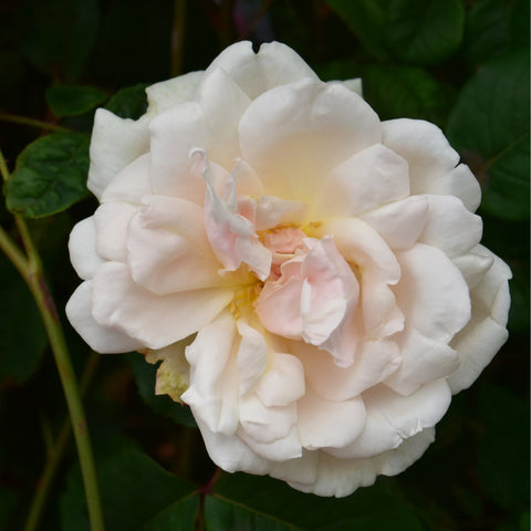 Madame Alfred Carriere rose bloom, white petals with soft peach center and green leaf