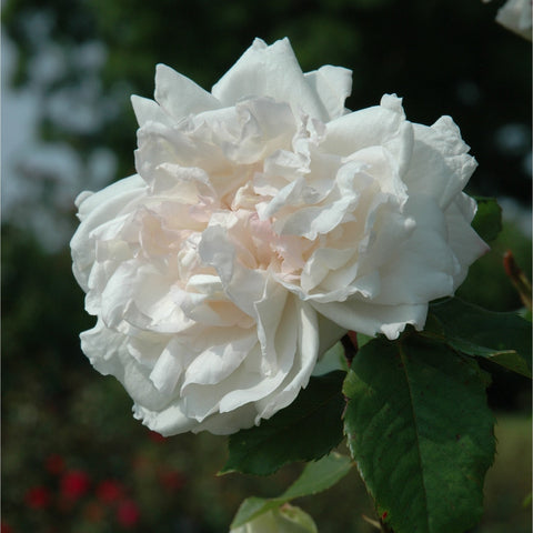 Madame Alfred Carriere rose bloom, full white double petals with ruffled edges and green leaves