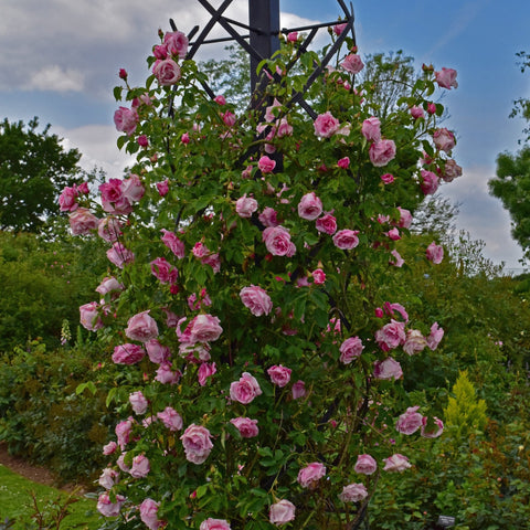 Light pink rose flowers on a climbing shrub with thorny stems and green foliage