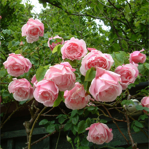 Pink rose blooms on a bushy branch with surrounding green leaves