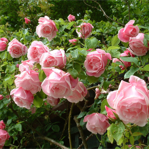 Many pale pink roses and buds growing among dense green leaves