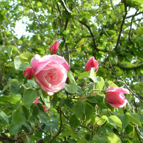 Pink rose blossoms with green leaves and red-tinted buds on stems