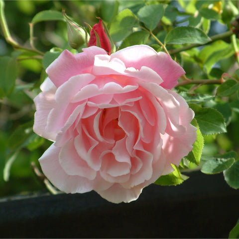 Large close-up pale pink rose bloom with curled ruffled petals