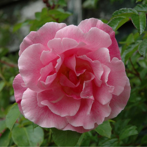 Single pink rose flower with layered petals and surrounding green leaves
