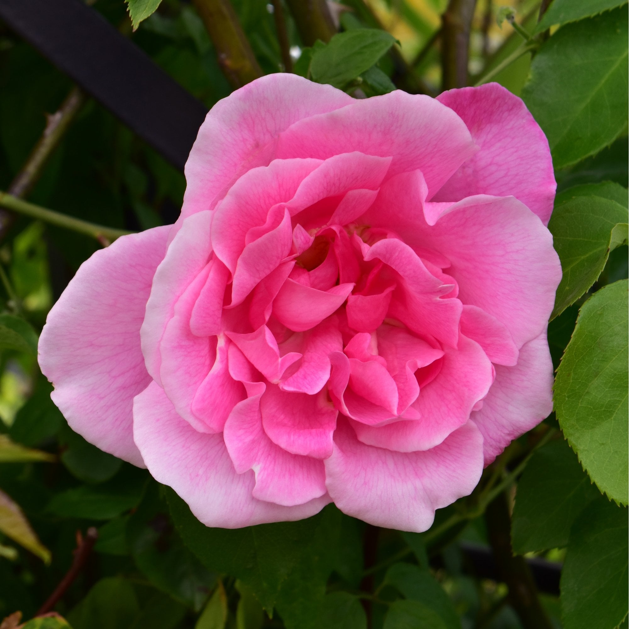 Madame Gregoire Staechelin – Peter Beales Roses