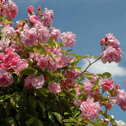 Pink double rose blossoms and buds on green stems against the sky
