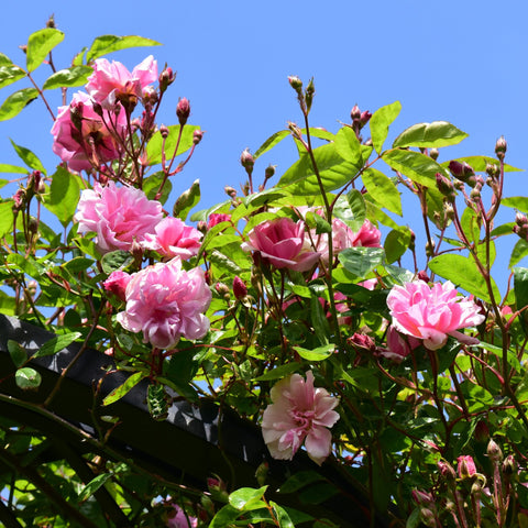 Pink rose flowers and unopened buds on a leafy shrub