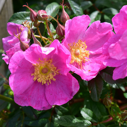 Rosa Nitida rose flowers and tight buds, vivid pink petals with yellow centers