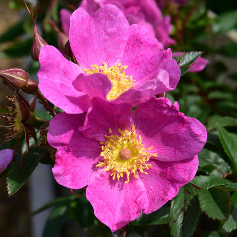 Rosa Nitida rose close-up: two pink blooms with yellow centers and nearby buds