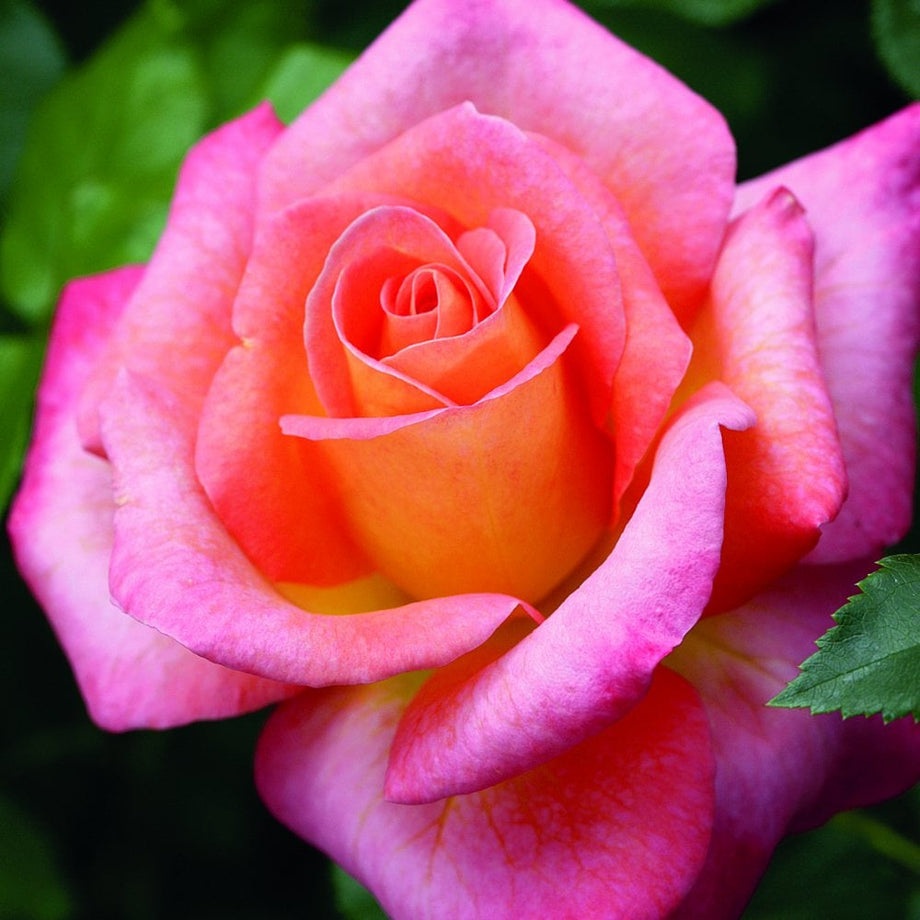 Inspiration – Peter Beales Roses