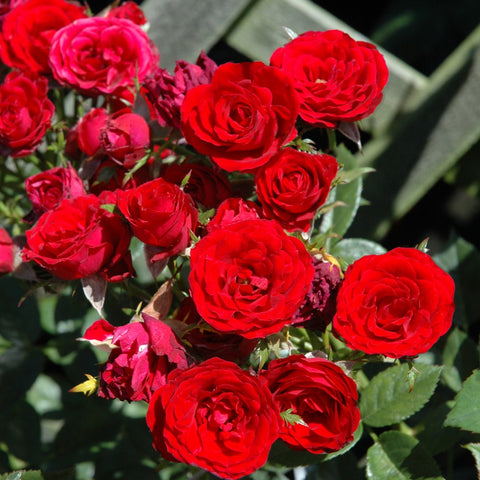 Red rose bouquet with multiple blooms and green leaves, tight clustered stems