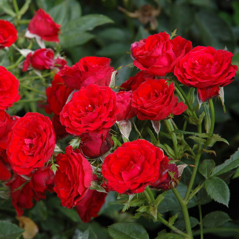Spray of red roses with green stems and leaves, several open flower heads