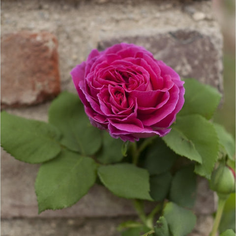 Purple-pink rose bloom with ruffled petals and green leaves