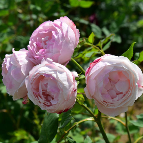 Pink and white rose blossoms on green stems and leaves