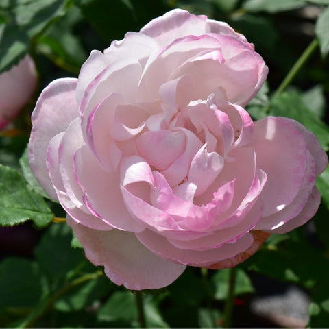 Pink rose blossom with layered ruffled petals and green foliage