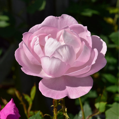 Soft pink rose blossom with layered ruffled petals