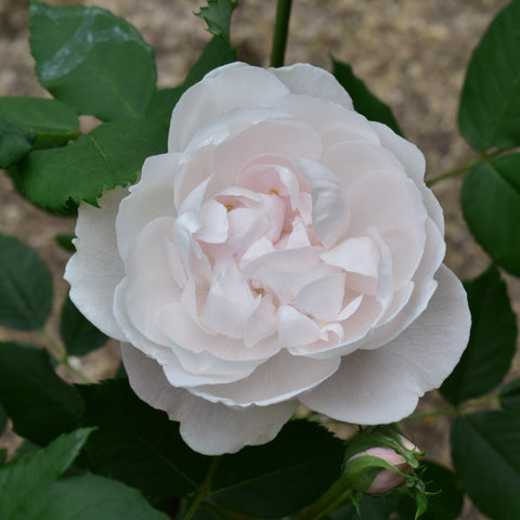 White rose blossom with pale pink center and green leaves