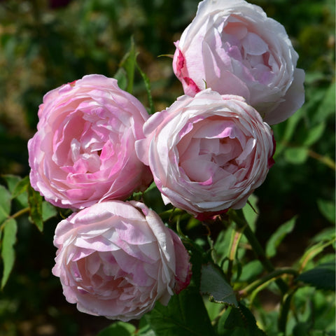 Cluster of pink and white rose blossoms on green stems