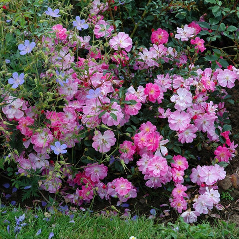 Flowering rose shrub with many pink blossoms and green foliage