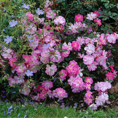 Flowering rose shrub with many pink and purple blossoms and green leaves
