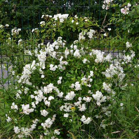 Dense white rose shrub covered in small blossoms and green foliage