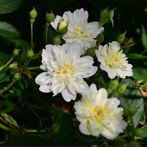 White rose blossoms with unopened buds on green stems