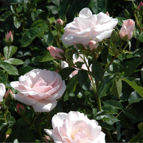 White and pale pink rose blooms on green stems with several buds